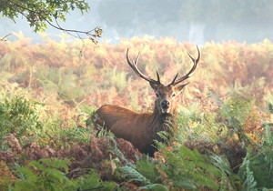 比特币今日走势最新分析与投资建议